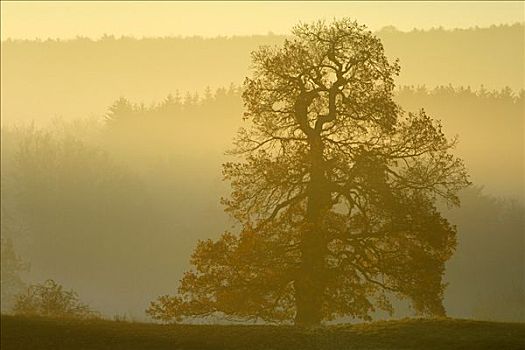 夏栎,栎属,栎树,早晨,雾