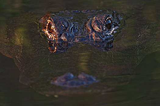 美国短吻鳄,水边,水平,大沼泽地国家公园,佛罗里达