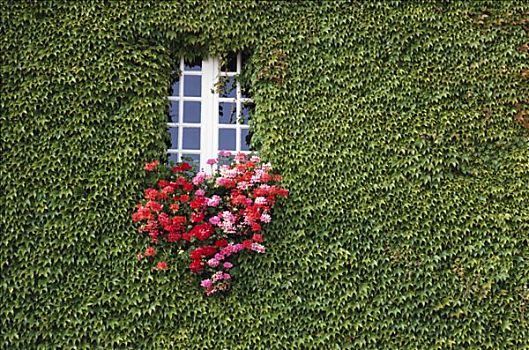 常春藤,窗户,普罗旺斯,法国