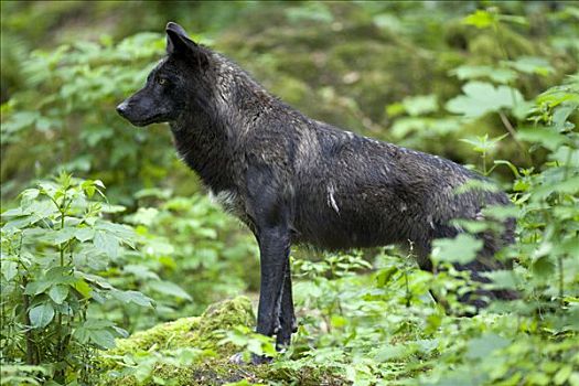 东方,加拿大,狼,非洲野犬属,黑色
