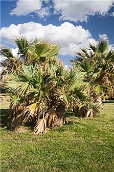 扇形棕榈,树