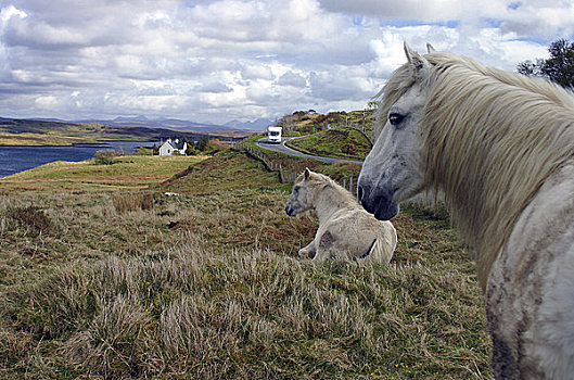 苏格兰,高地,小马,地点,斯凯岛