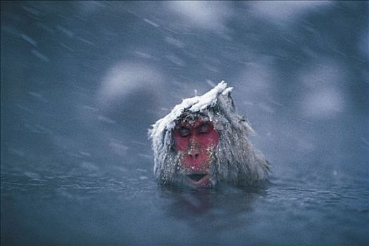 日本猕猴,雪猴,湿透,暴风雪,日本