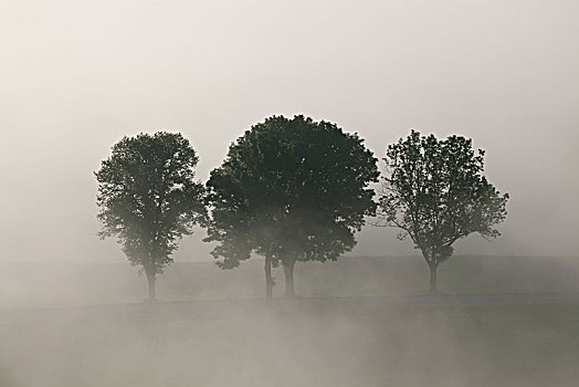 树,秋天,雾,科赫尔湖,苔藓,高山,巴伐利亚,德国