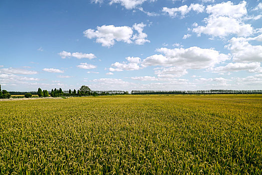 水稻,稻穗,成熟,金黄,沉甸甸,蓝天,白云,生态
