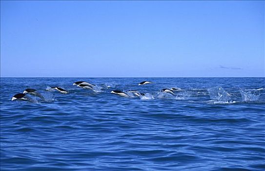 南露脊鲸,海豚,水面急行,水,新西兰