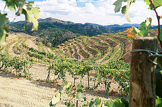 风景,摩加多尔,葡萄酒厂,塔拉戈纳省,西班牙