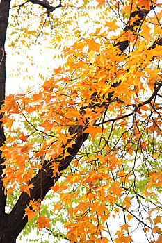 秋季里美丽的金色五角枫叶