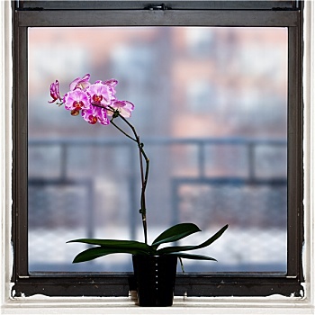 兰花,植物,窗户