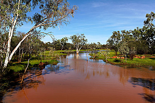 桉树,溪流,潮水,西澳大利亚,澳大利亚