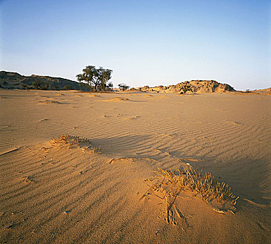 埃及,风景,宽,远景,石头,山,沙子,干燥,热,沙,贫乏,草,树,无人,蓝色,晴天