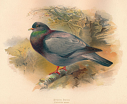 鸽子,19世纪,艺术家
