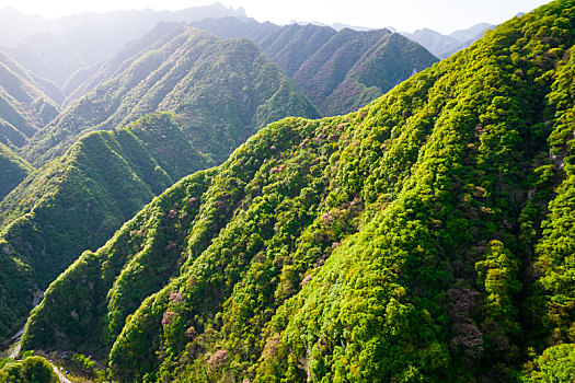 秦岭山春色