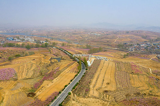 山东蒙阴乡村桃花