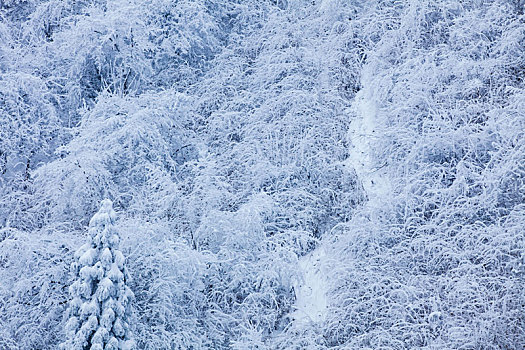 西岭雪山大雪的美丽风景