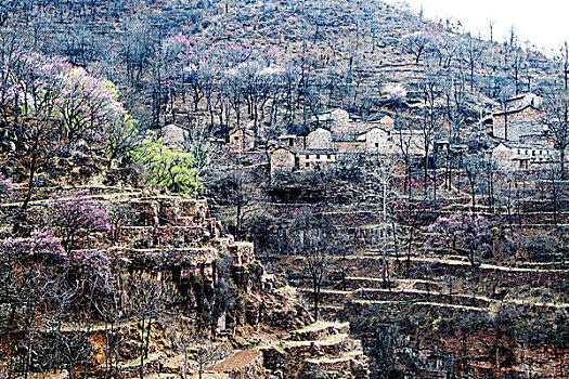 太行山,山村,悬崖,杏花,春天,民居