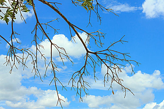 树枝,蓝天,背景