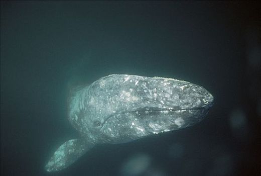 灰鲸,好奇,成年,水下,北下加利福尼亚州,墨西哥