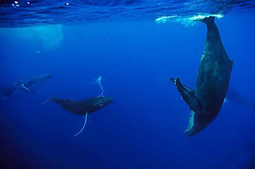 驼背鲸,大翅鲸属,鲸鱼,女性,潜水,靠近,合作,护从,群,毛伊岛,夏威夷,提示,照相