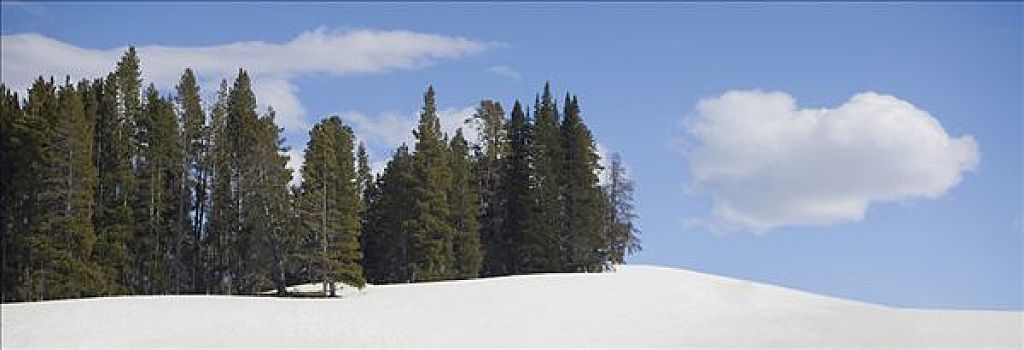 树,积雪,风景,黄石国家公园,怀俄明,美国