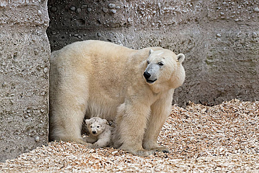 北极熊,幼兽,14星期大,动物园,慕尼黑,上巴伐利亚,巴伐利亚,德国,欧洲