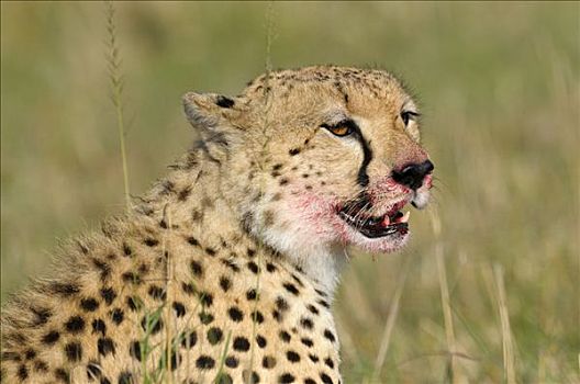 印度豹,猎豹,肖像,马赛马拉,国家公园,肯尼亚,东非