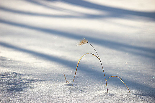 冬季,雪,影