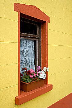 爱尔兰,金瓦拉,鲜艳,墙壁,窗户,花,窗台,蕾丝,帘