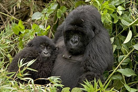 山地大猩猩,大猩猩,雌性,幼仔,国家,卢旺达
