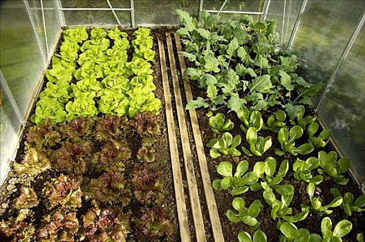 几个,不同,沙拉,植物,温室