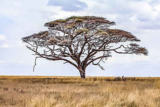 坦桑尼亚塞伦盖蒂草原生态环境