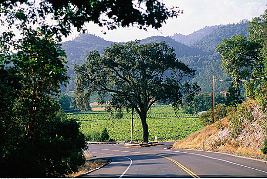 道路,树,那帕山谷,加利福尼亚,美国