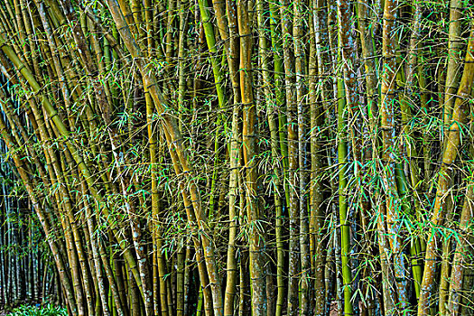 竹林,植物园,里约热内卢,巴西