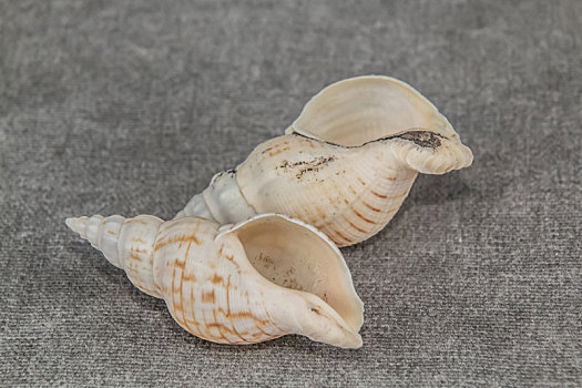 海洋生物软体动物门大法螺装饰品