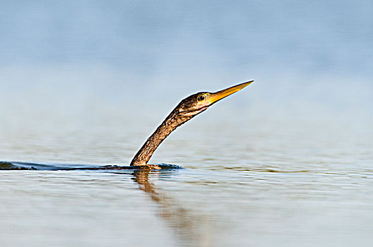 美洲蛇鸟,美洲蛇鹈,水中,大沼泽地国家公园,佛罗里达