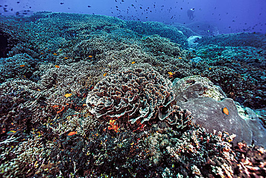 珊瑚,花园,光盘,巴厘岛,印度尼西亚,亚洲