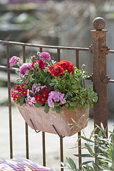 春天,盒子,露台,栏杆,樱草属植物,樱草花