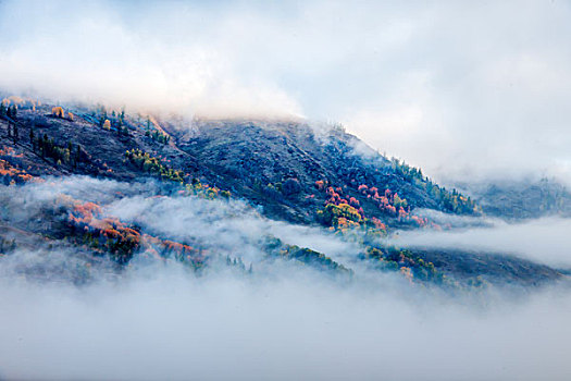 新疆,禾木,雾,森林