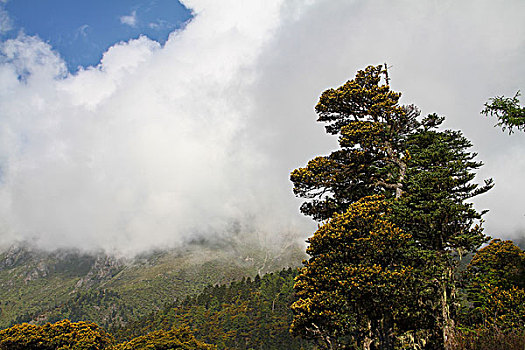 青藏高原高山上森林云雾