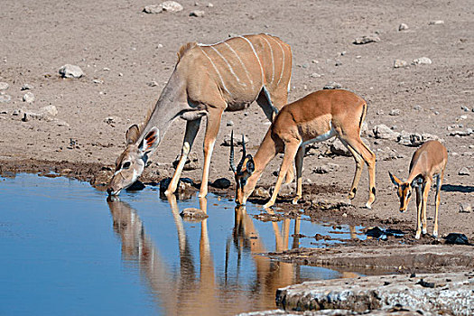 大捻角羚,女性,两个,雄性,黑斑羚,成年,幼小,喝,水坑,埃托沙国家公园,纳米比亚,非洲