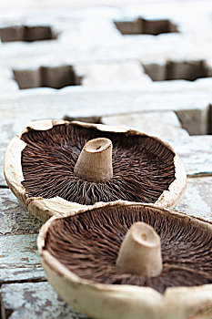 下面,两个,蘑菇,木质,表面