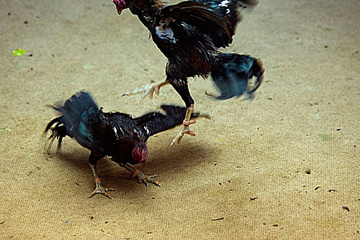 特技,跳跃,公鸡,争斗,泰国,一月,2007年