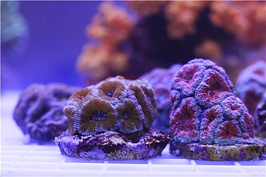 大,珊瑚