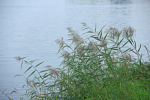 稻香湖