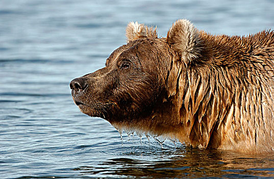 褐色,熊,在河,头像,阿拉斯加,美国