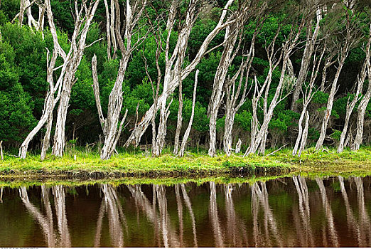 树,岸边,威尔逊-普勒蒙特利国家公园,维多利亚,澳大利亚