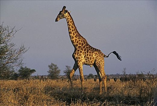 长颈鹿,克鲁格国家公园,南非,非洲