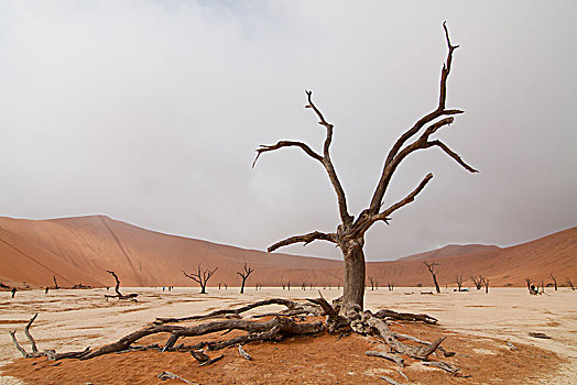 荒漠景观,枯木,死亡谷,索苏维来地区,纳米比诺克陆夫国家公园,纳米布沙漠,纳米比亚,非洲