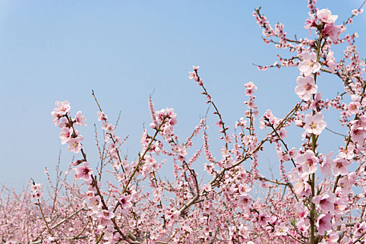 春天里桃花盛开的的桃花园