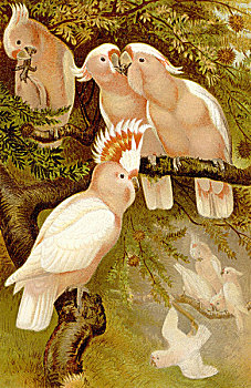 历史,印加,美冠鹦鹉,凤头鹦鹉,19世纪